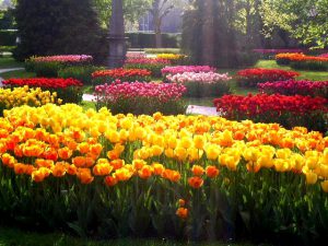 картинка тюльпаны
