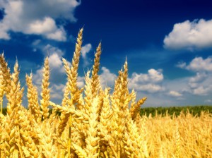 колоски пшеницы